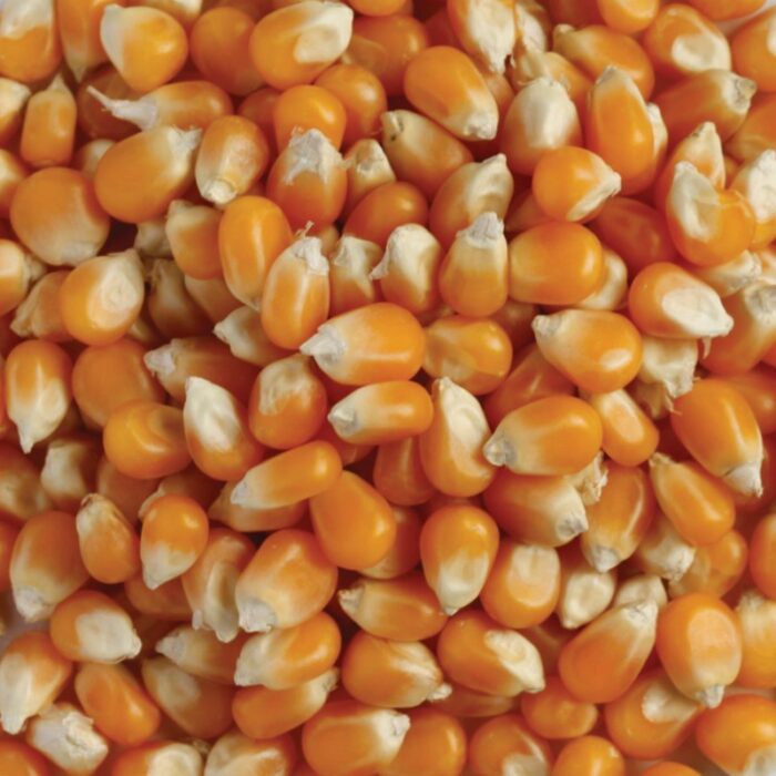 in conversion to organic popping corn 20kgs in conversion to organic popping corn 20kgs
