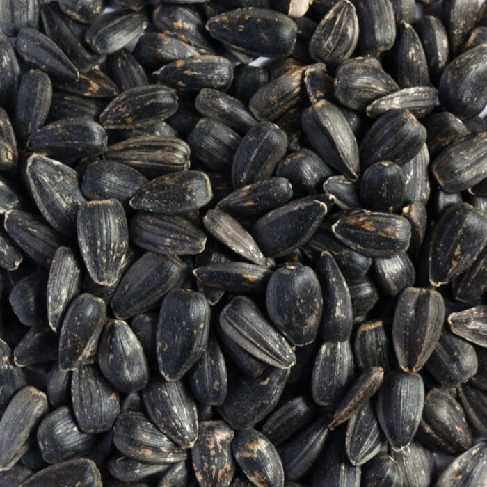 organic sprouting sunflower seeds 20kg organic sprouting sunflower seeds 20kg