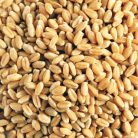 organic wheat grain 400g 2