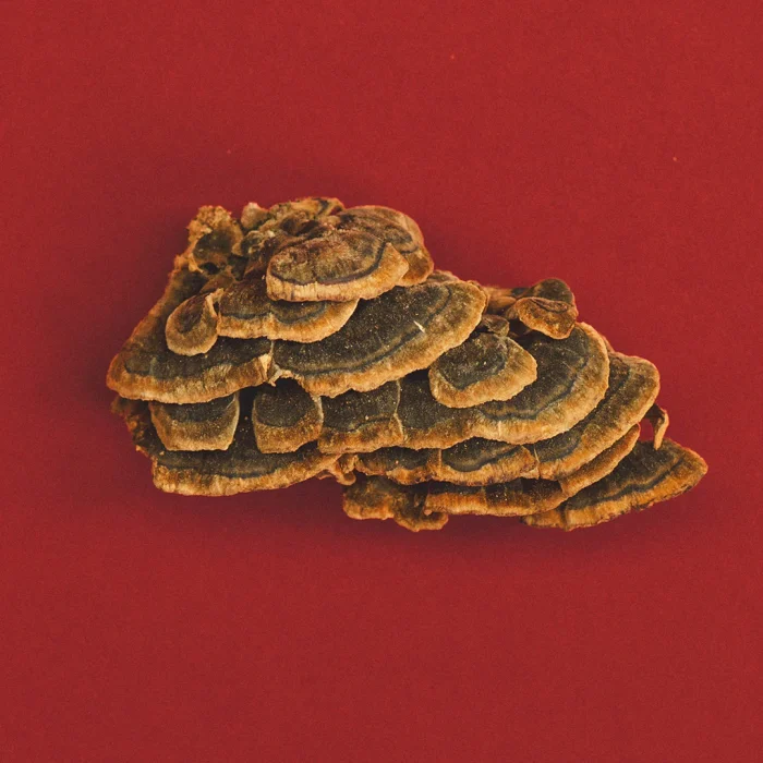 Gut_-_Turkey_Tail